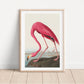 Pink Flamingo Vintage Art Print, Vintage Decor, Antique Bird Illustrations, John Audubon, Trending, Flamingo Vintage Print, Vintage Art