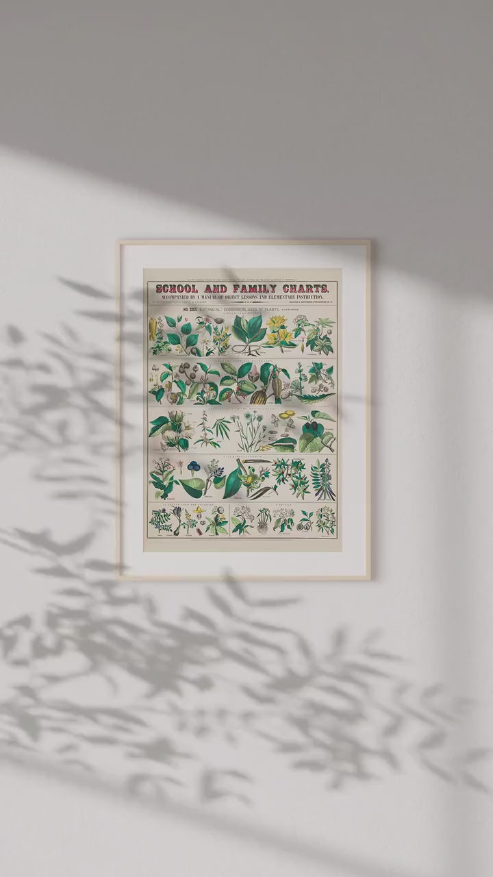 Vintage Botanical Print, Economical uses of Plants, Botanical illustrations, Vintage Poster, Wall Decor, Home Decor, High Quality Print,