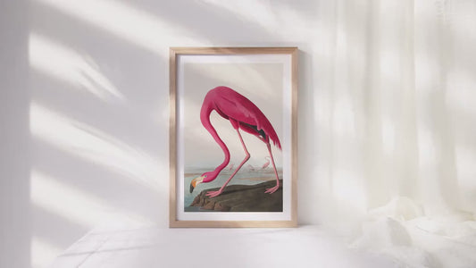 Pink Flamingo Vintage Art Print, Vintage Decor, Antique Bird Illustrations, John Audubon, Trending, Flamingo Vintage Print, Vintage Art