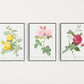 Set of 3 Prints Botanical Herbal Art Prints, Roses from hand Drawn Pictures, Wall Art, Picture Gallery Wall, Poster, Decor, Gift, Classic,