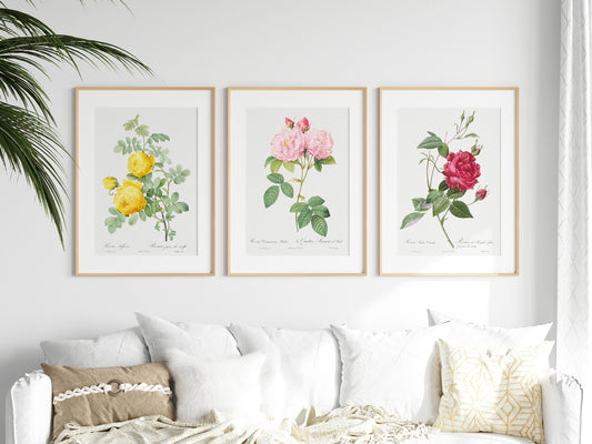 Set of 3 Prints Botanical Herbal Art Prints, Roses from hand Drawn Pictures, Wall Art, Picture Gallery Wall, Poster, Decor, Gift, Classic,