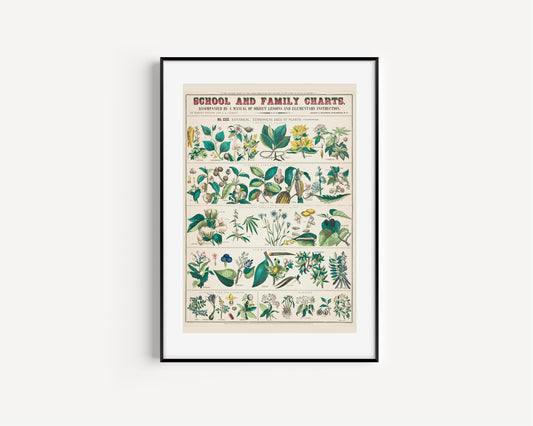 Vintage Botanical Print, Economical uses of Plants, Botanical illustrations, Vintage Poster, Wall Decor, Home Decor, High Quality Print,