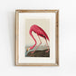 Pink Flamingo Vintage Art Print, Vintage Decor, Antique Bird Illustrations, John Audubon, Trending, Flamingo Vintage Print, Vintage Art