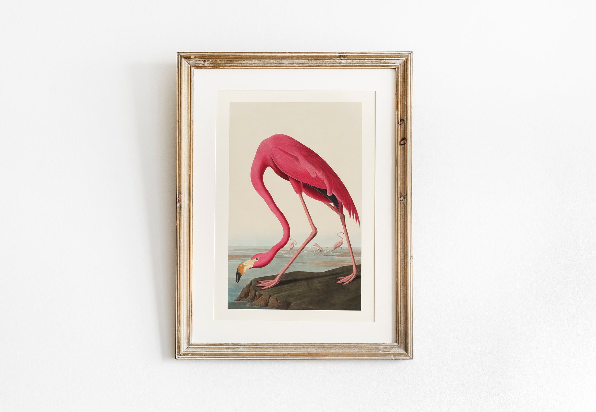 Pink Flamingo Vintage Art Print, Vintage Decor, Antique Bird Illustrations, John Audubon, Trending, Flamingo Vintage Print, Vintage Art