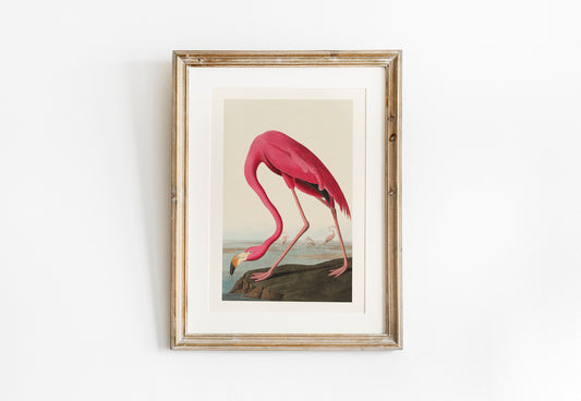 Pink Flamingo Vintage Art Print, Vintage Decor, Antique Bird Illustrations, John Audubon, Trending, Flamingo Vintage Print, Vintage Art