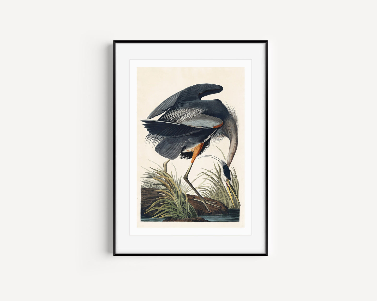 Great Blue Heron Vintage Art Print, Vintage Decor, Antique Bird Illustrations, John Audubon, Trending, Heron Vintage Print, Vintage Art