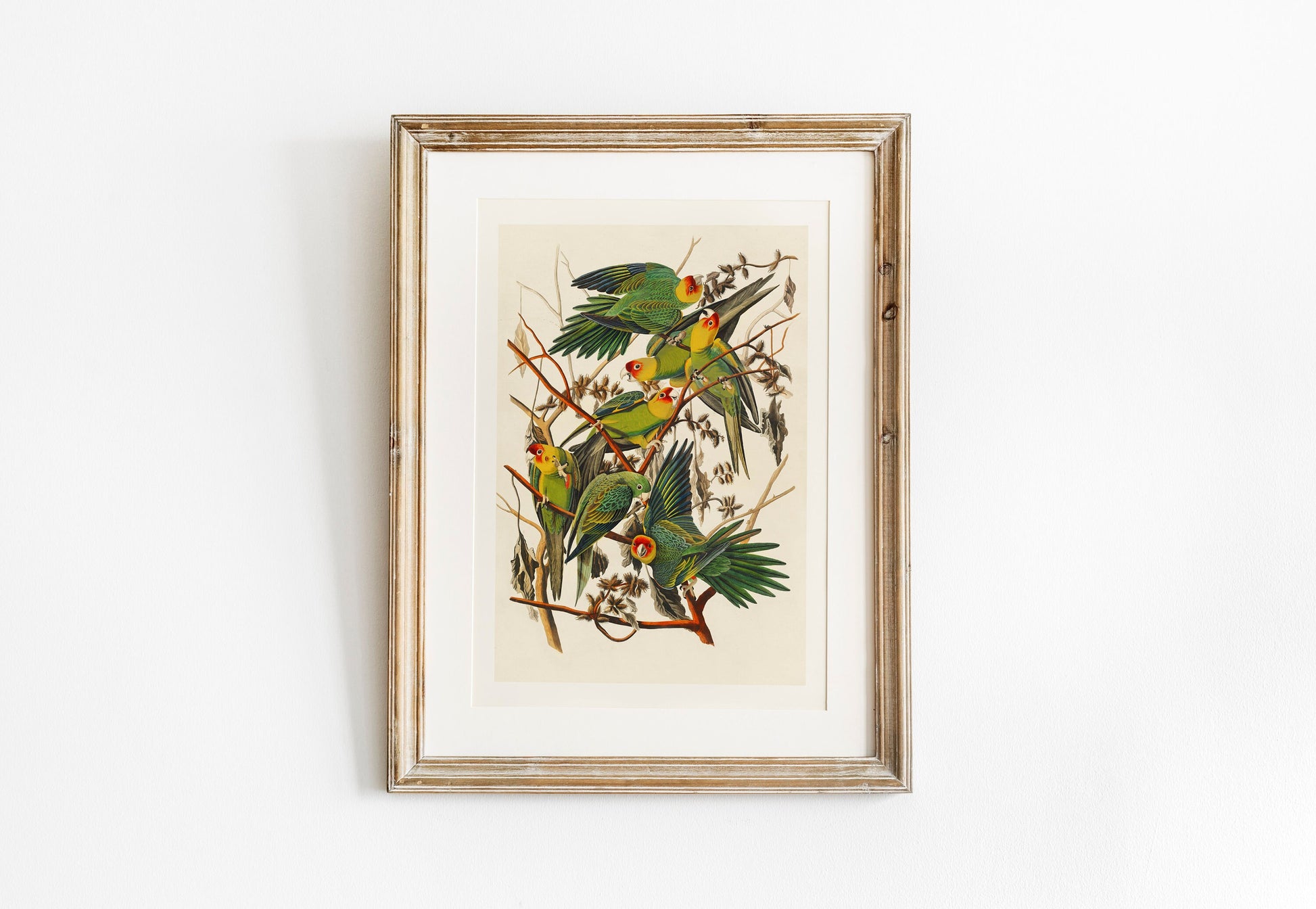 Parrots Vintage Art Print, Vintage Decor, Antique Bird Illustrations, John Audubon, Trending, Carolina Parrots Vintage Print, Vintage Art
