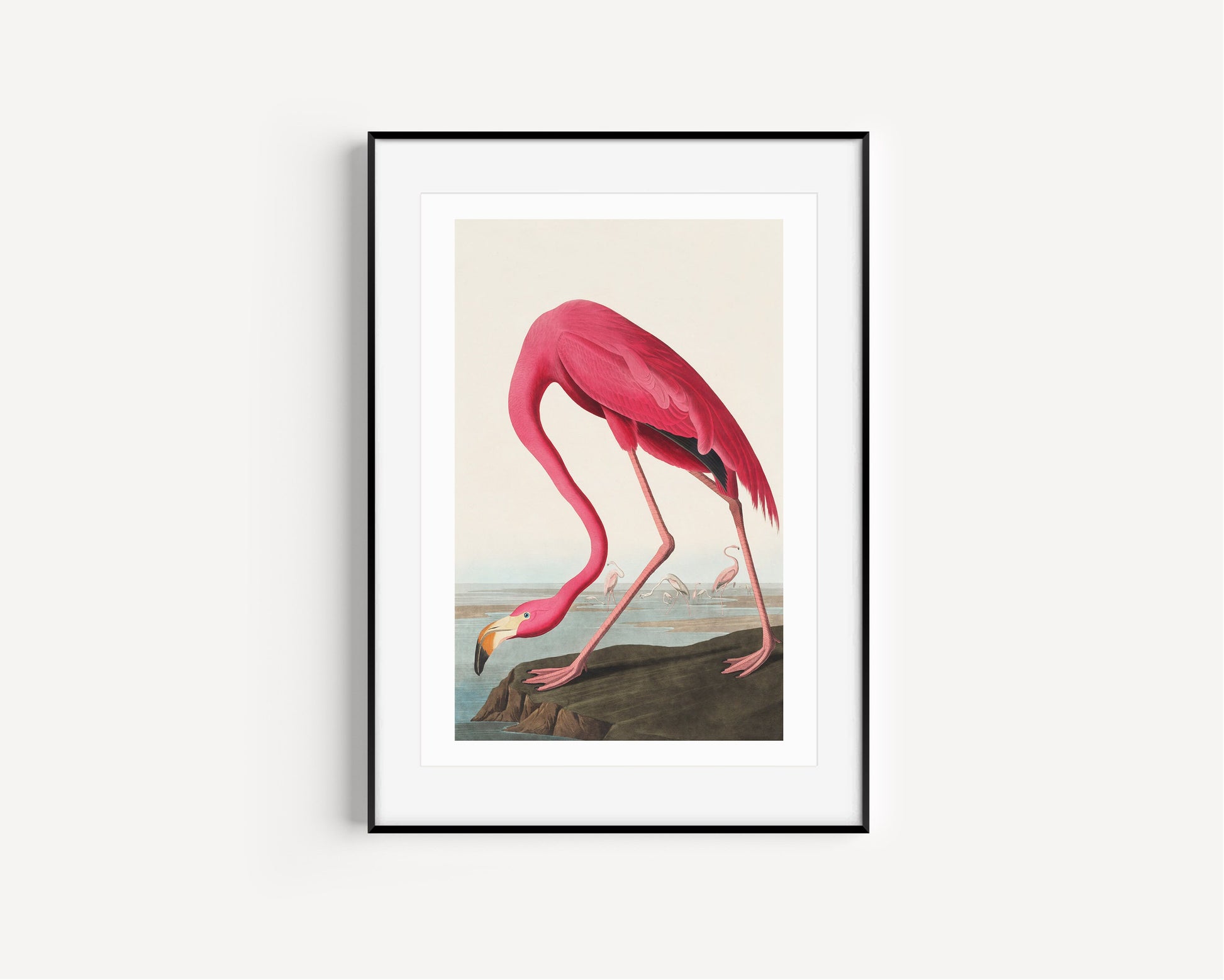Pink Flamingo Vintage Art Print, Vintage Decor, Antique Bird Illustrations, John Audubon, Trending, Flamingo Vintage Print, Vintage Art