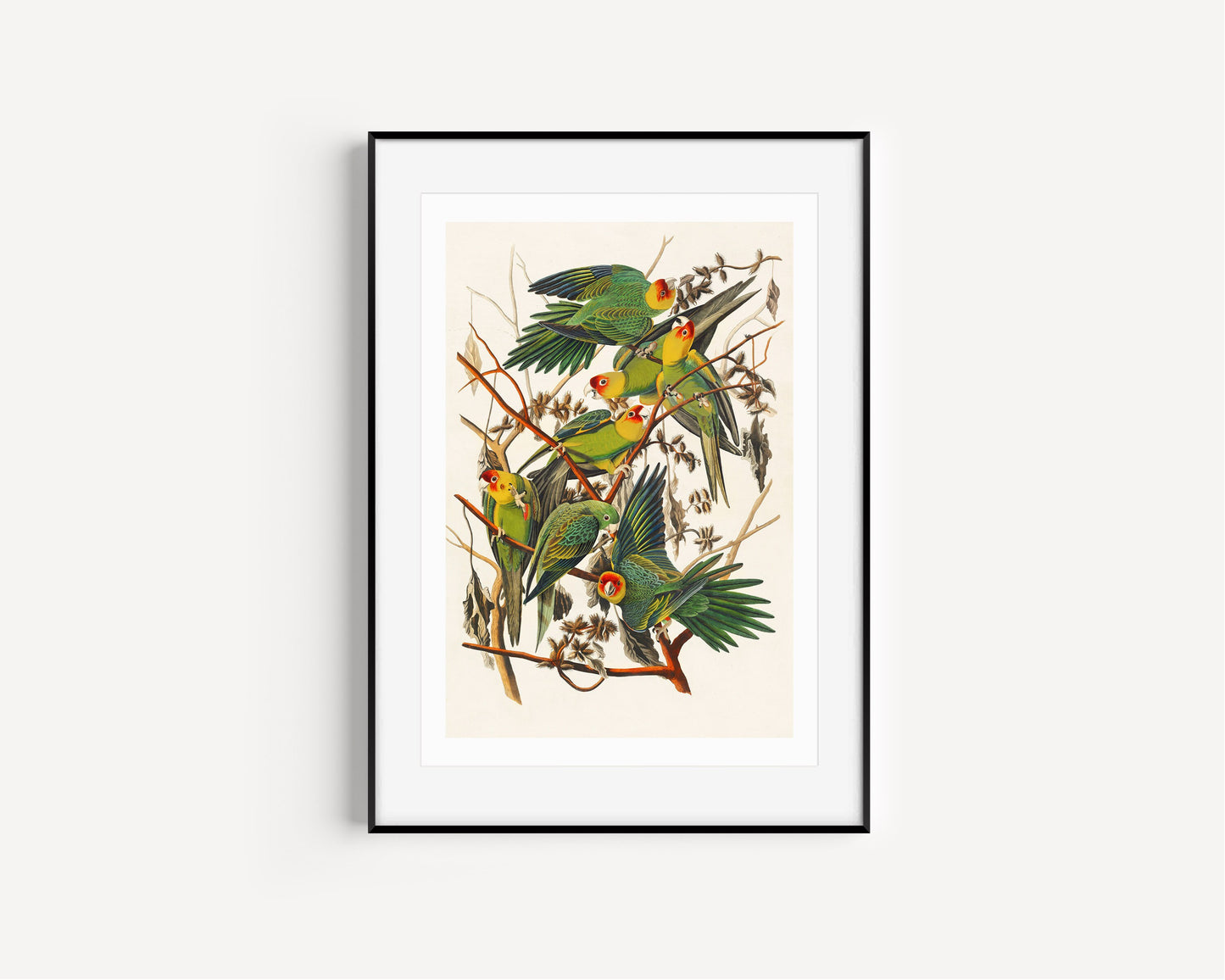 Parrots Vintage Art Print, Vintage Decor, Antique Bird Illustrations, John Audubon, Trending, Carolina Parrots Vintage Print, Vintage Art