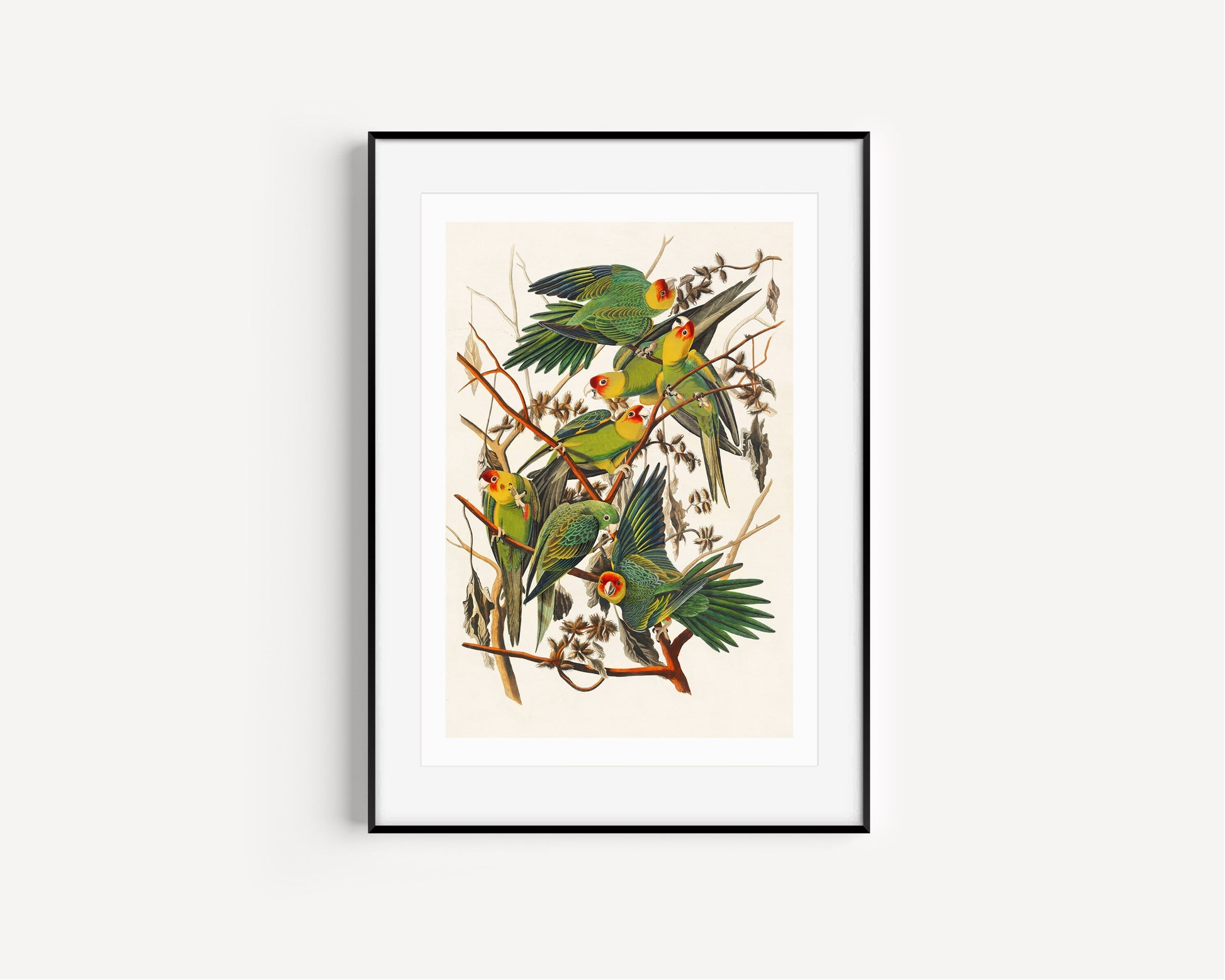 Parrots Vintage Art Print, Vintage Decor, Antique Bird Illustrations, John Audubon, Trending, Carolina Parrots Vintage Print, Vintage Art