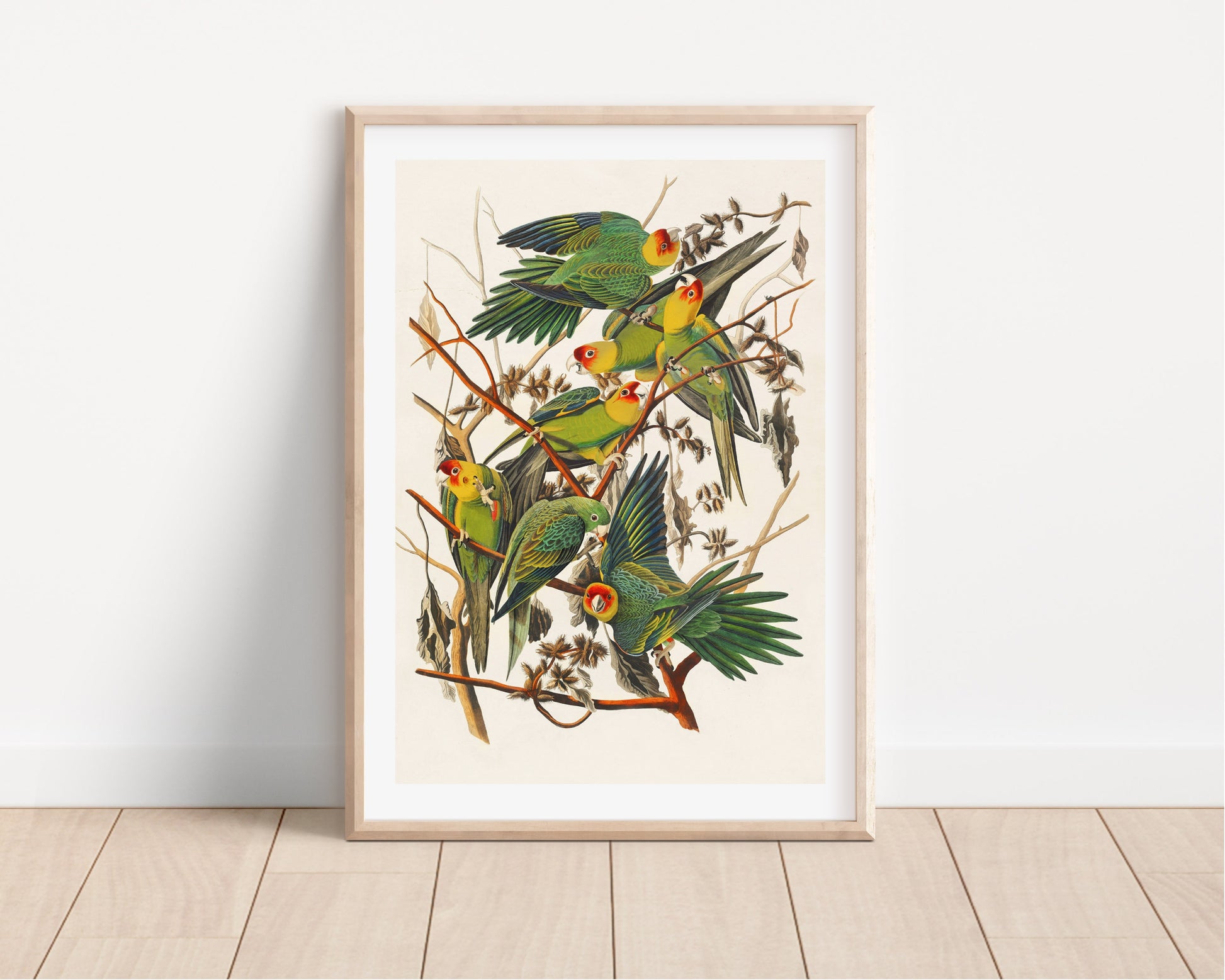 Parrots Vintage Art Print, Vintage Decor, Antique Bird Illustrations, John Audubon, Trending, Carolina Parrots Vintage Print, Vintage Art