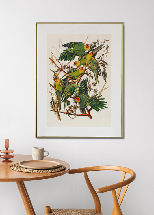 Parrots Vintage Art Print, Vintage Decor, Antique Bird Illustrations, John Audubon, Trending, Carolina Parrots Vintage Print, Vintage Art
