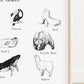 Animal Fine Art Prints, Unique Wildlife Collection, 6x4 Inches, Fine Art Card, Animal Prints, Animal Illustrations, Wildlife Prints